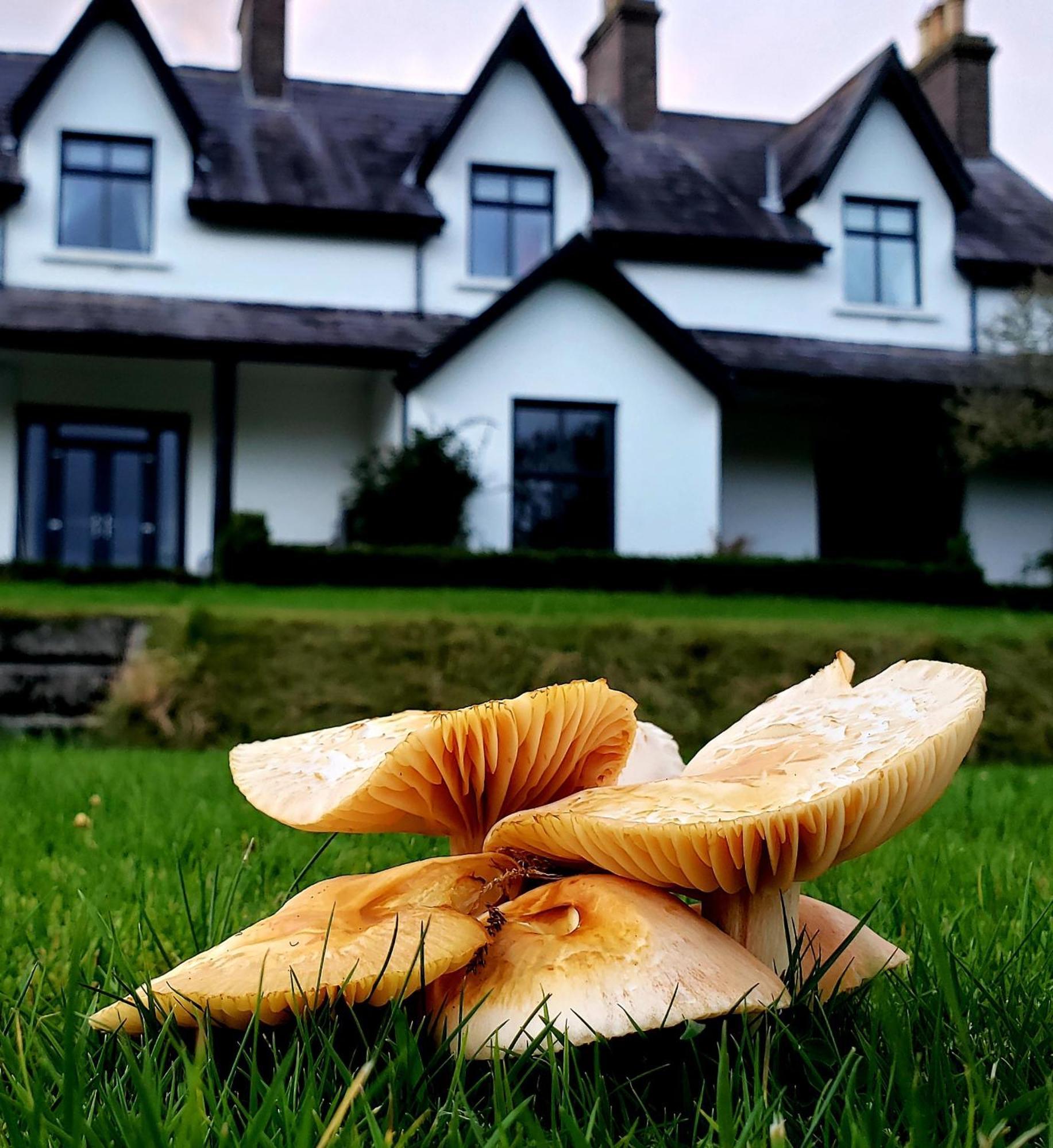 Bryansford Cottage Eksteriør billede